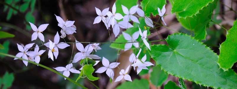 Epimedium